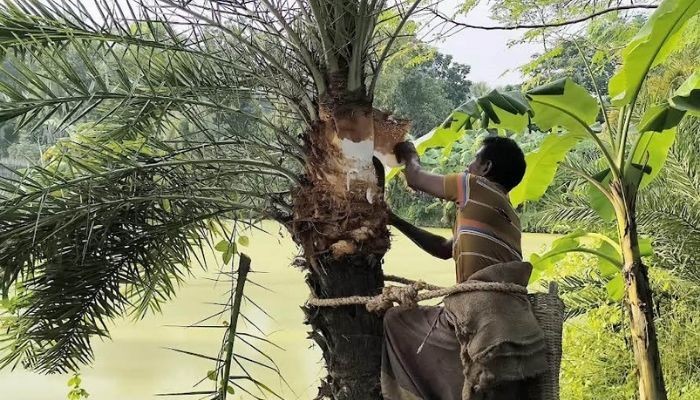 বাঘারপাড়ায় শীত আসার আগেই খেজুরগাছ কাটায় ব্যস্ত গাছিরা